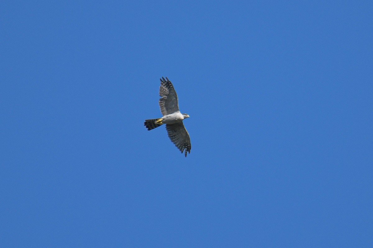 American Goshawk - ML399958801