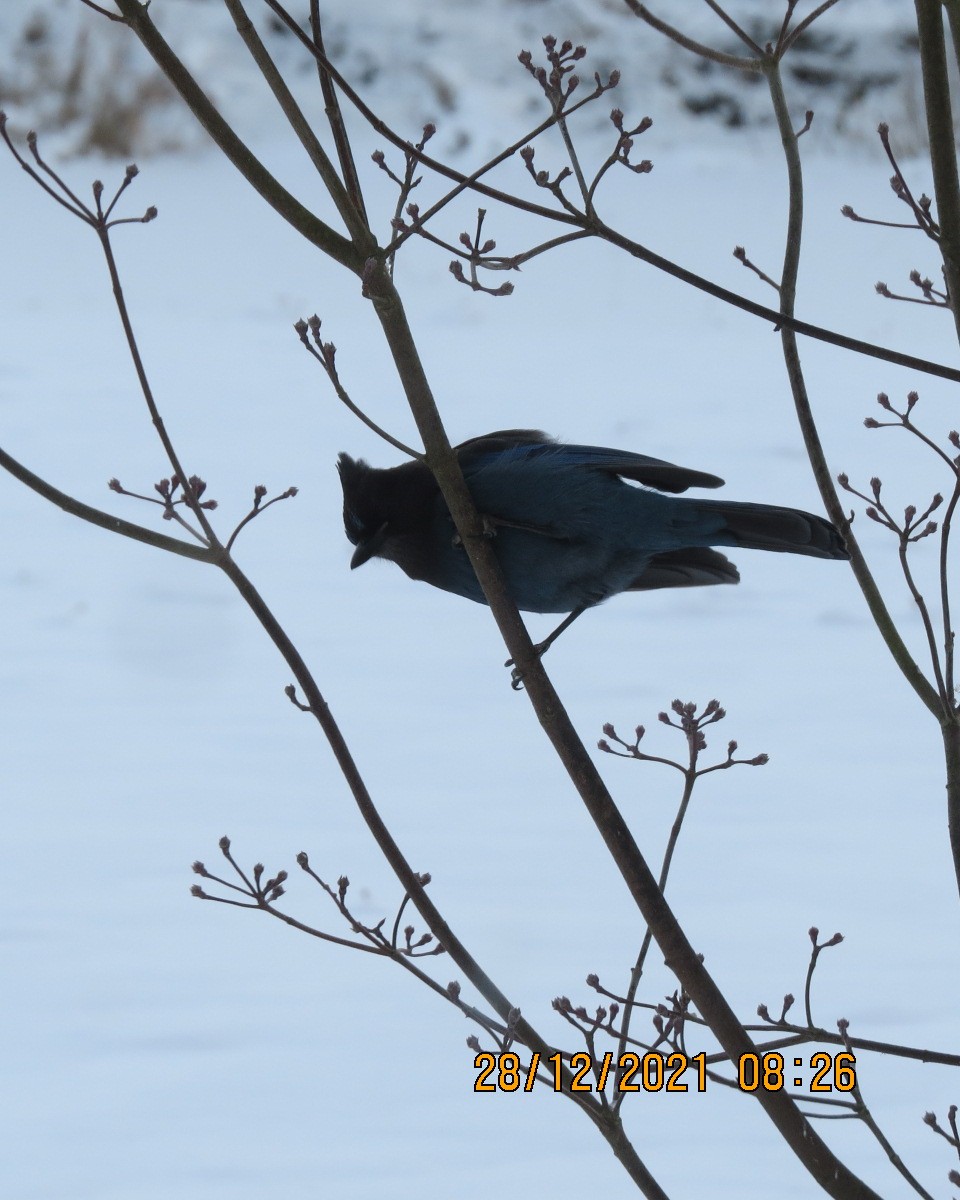 Steller's Jay - ML399959781