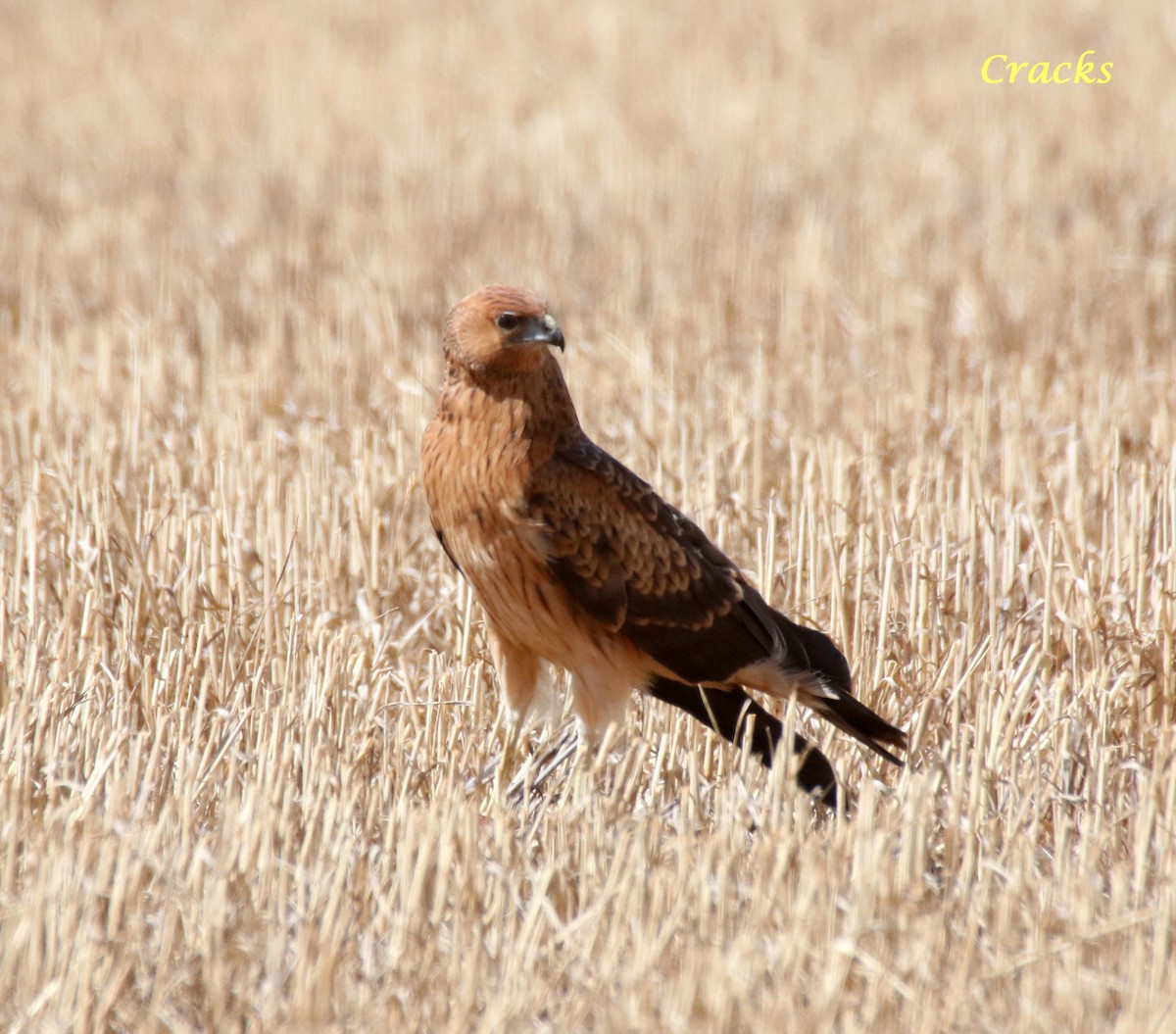 Spotted Harrier - Matt McCrae