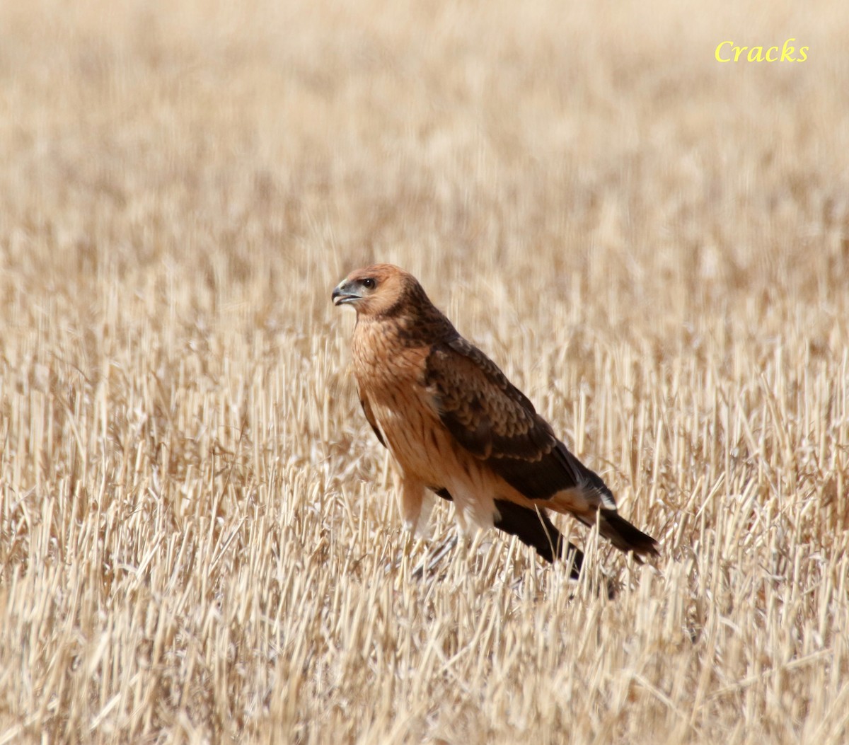 Spotted Harrier - Matt McCrae