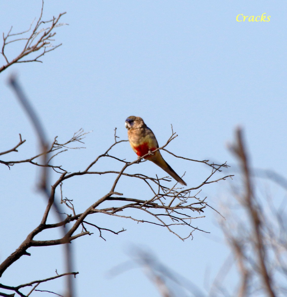 Perico Cariazul - ML399963191