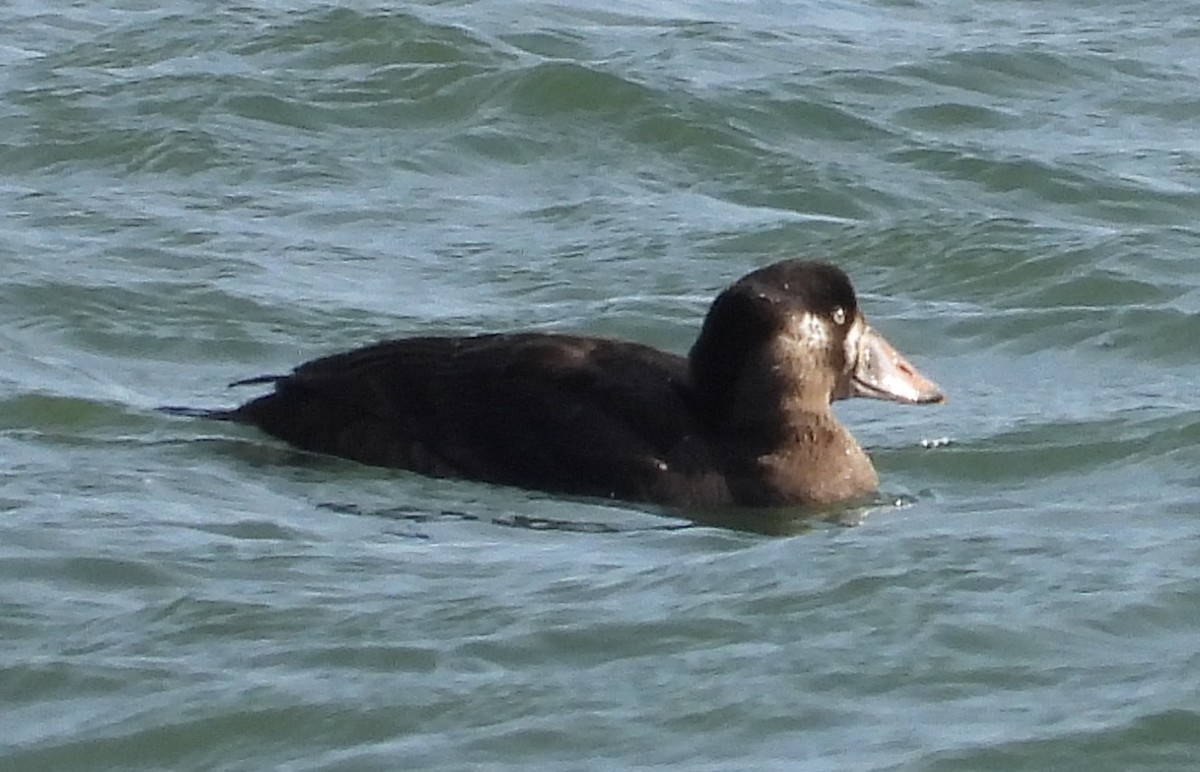 Surf Scoter - ML399964881