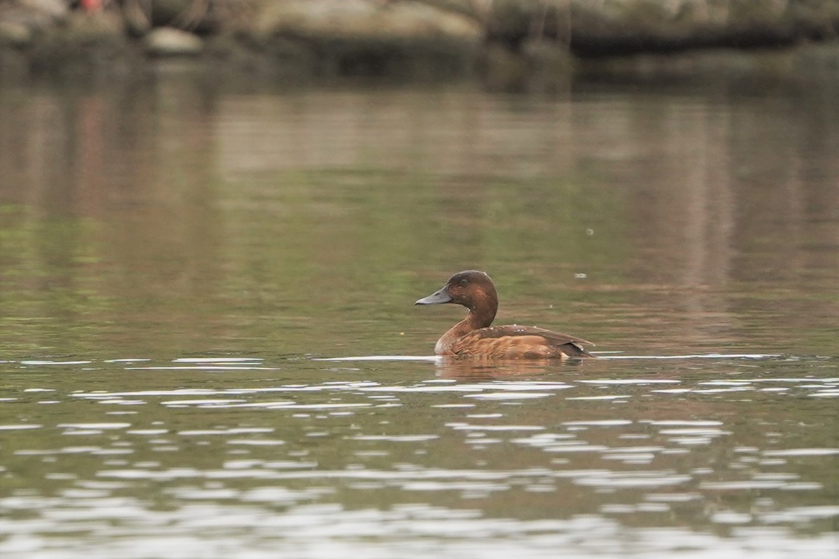 Ferruginous Duck - Sam Lin