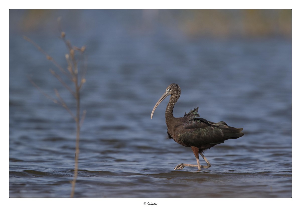 ibis hnědý - ML399973561