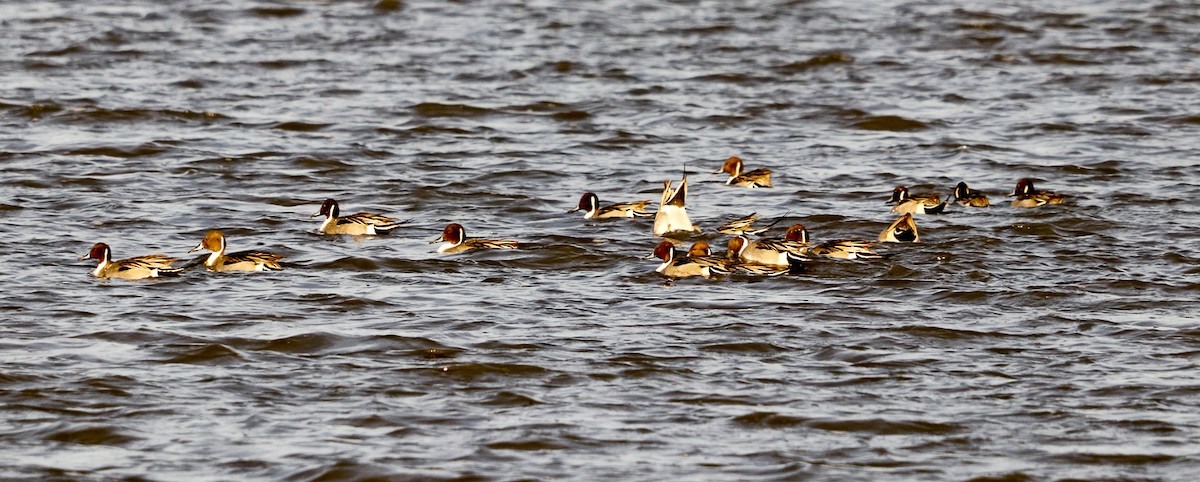 Northern Pintail - ML399973661