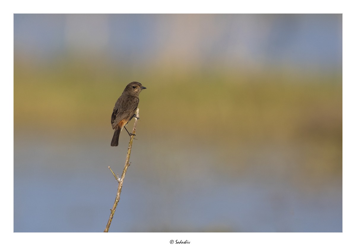 Pied Bushchat - ML399973701