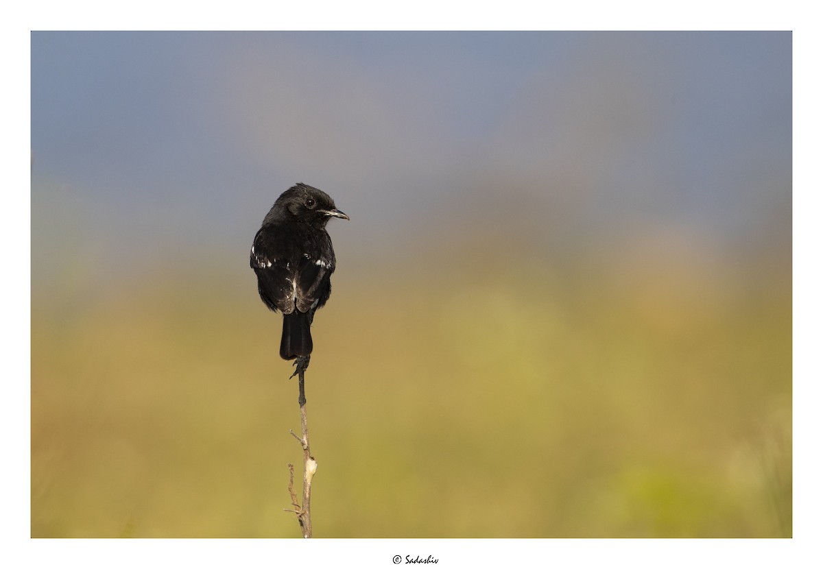 Pied Bushchat - ML399973761