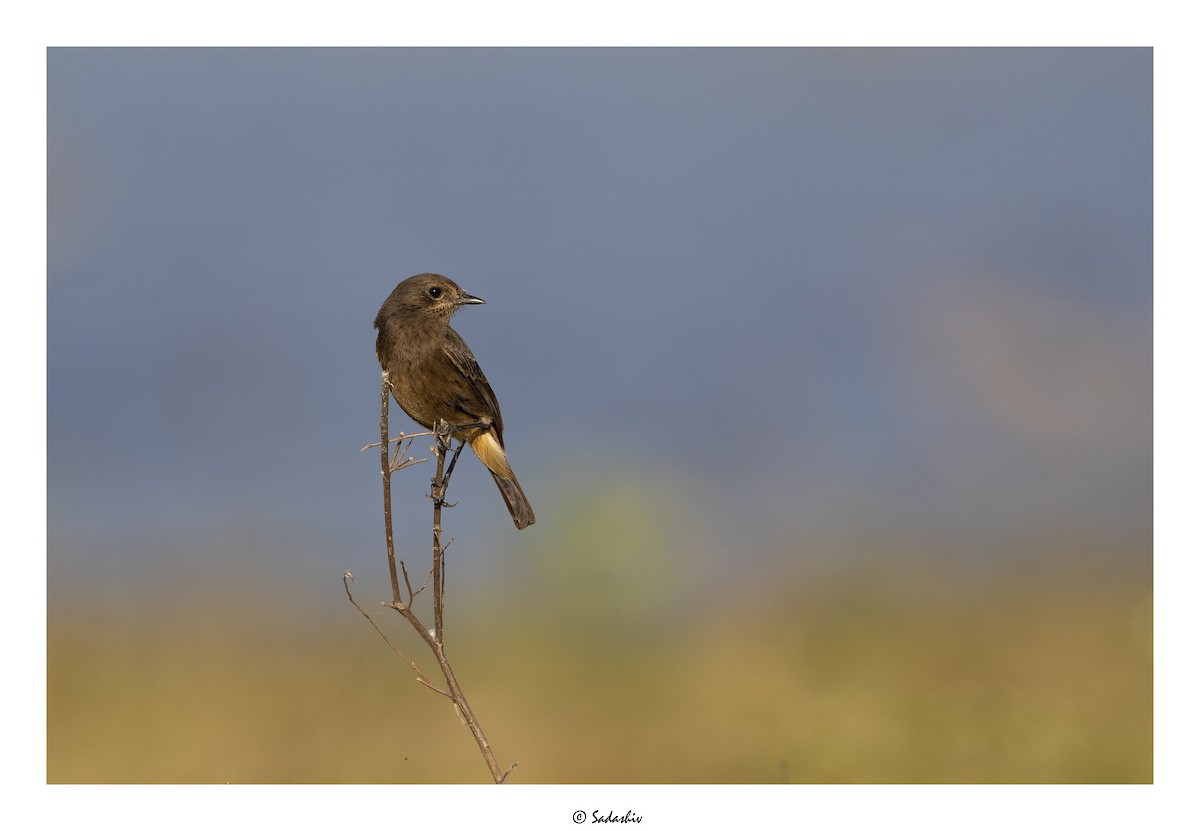 Pied Bushchat - ML399973771