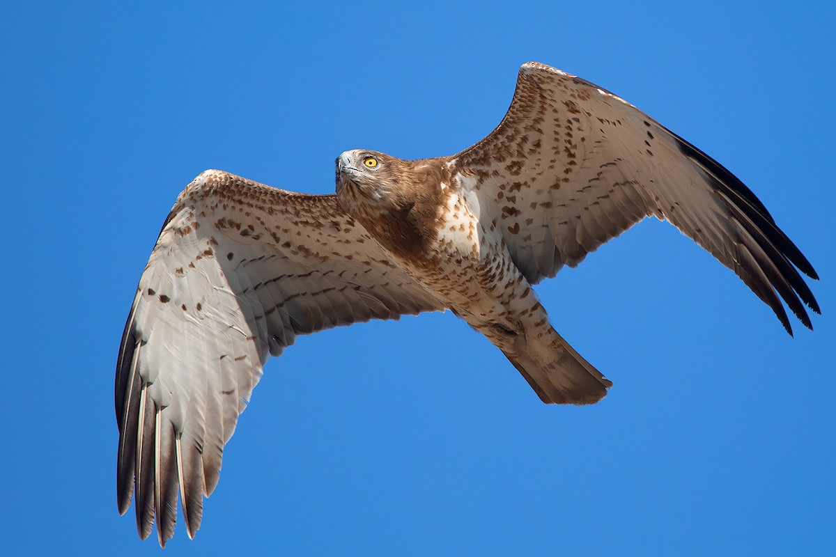 Short-toed Snake-Eagle - ML399973881