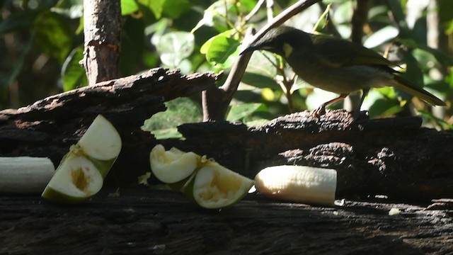 Bridled Honeyeater - ML399974141