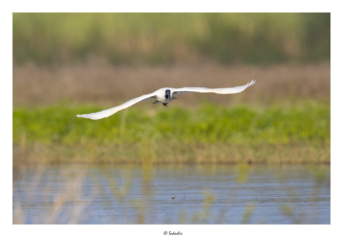 Black-headed Ibis - ML399974251
