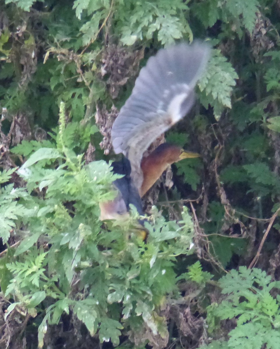 Least Bittern - ML399974411