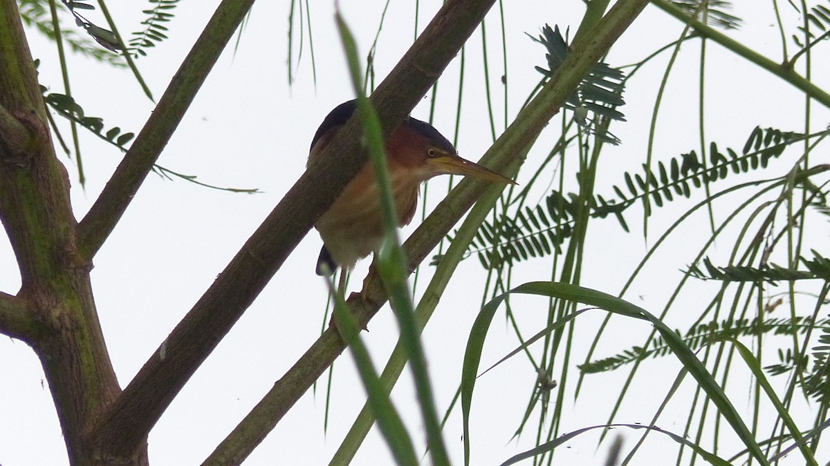 Least Bittern - Lisa Brunetti