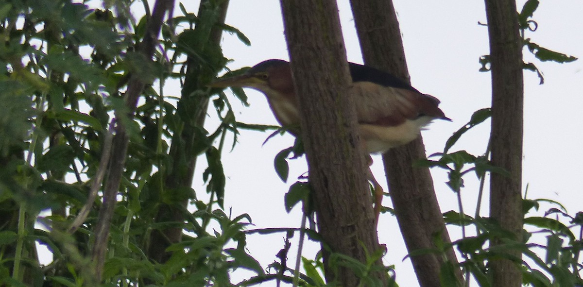 Least Bittern - ML399974431