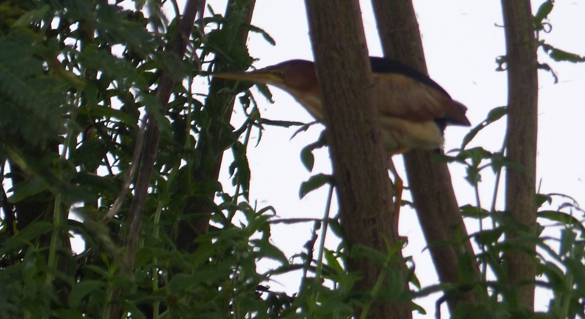 Least Bittern - Lisa Brunetti