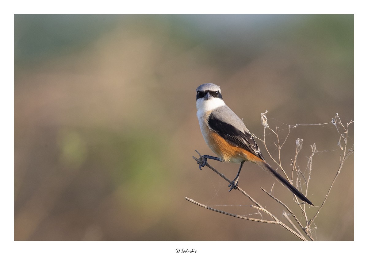 Long-tailed Shrike - ML399974701