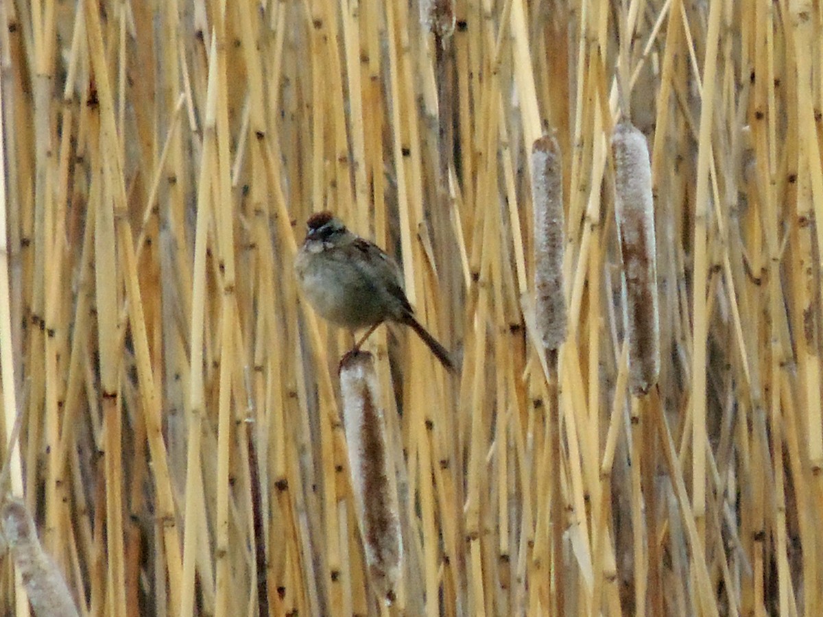 Swamp Sparrow - ML399976911