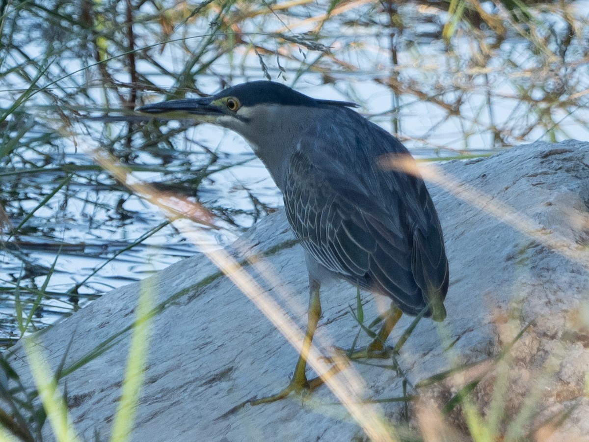 Striated Heron - ML399977651