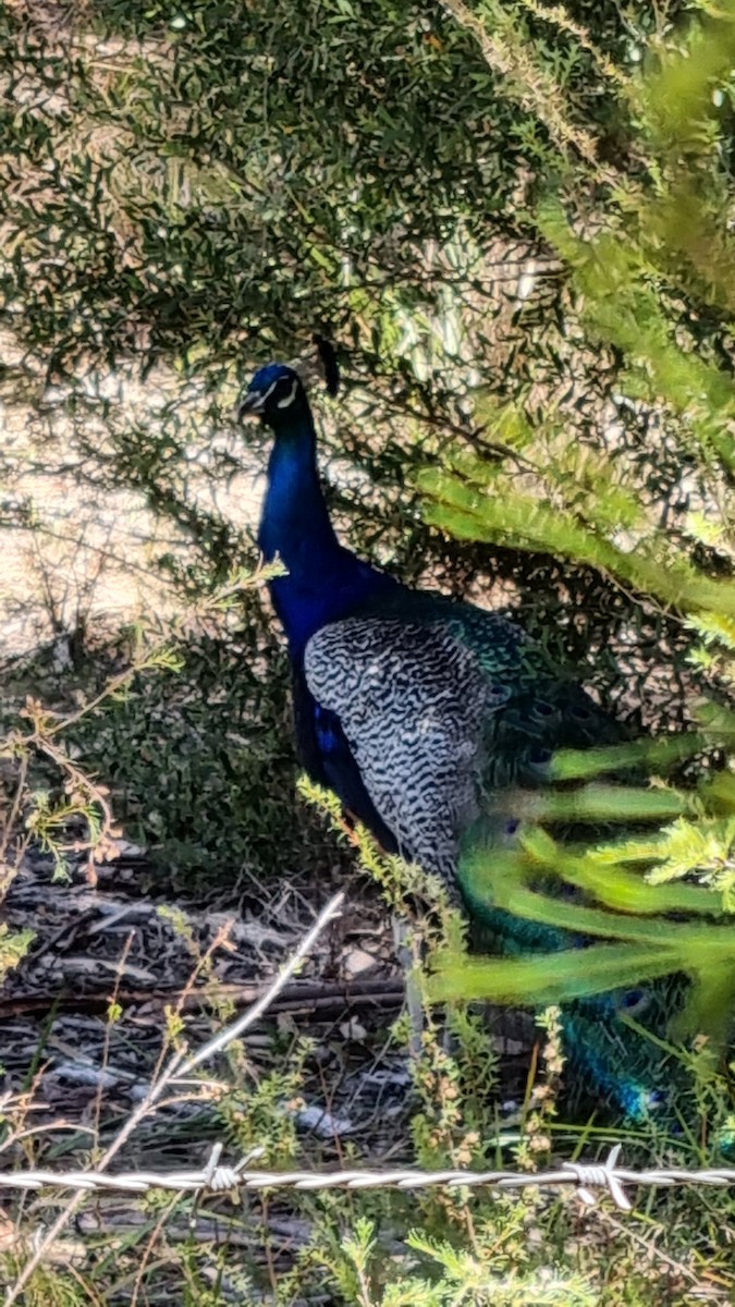 Indian Peafowl - ML399978161