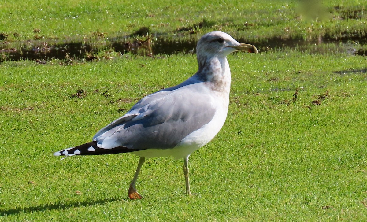 California Gull - ML399979081