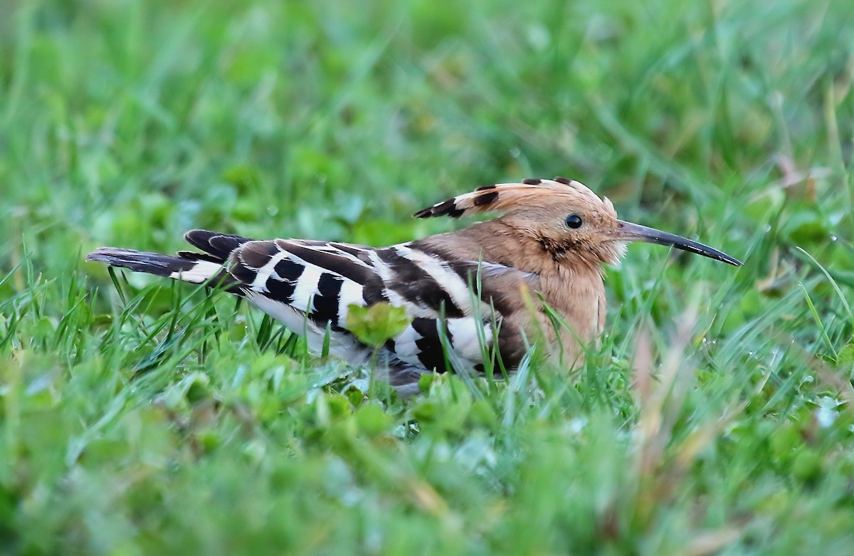 Eurasian Hoopoe - ML399980471