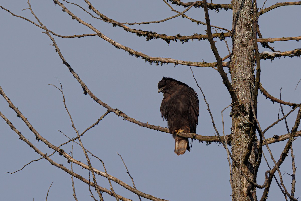 Red-tailed Hawk - ML399981111