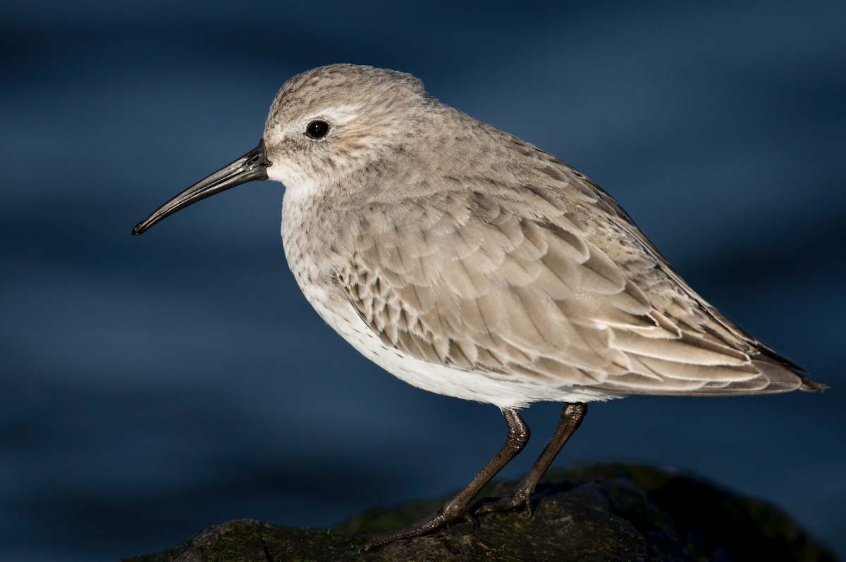 Dunlin - ML399981421