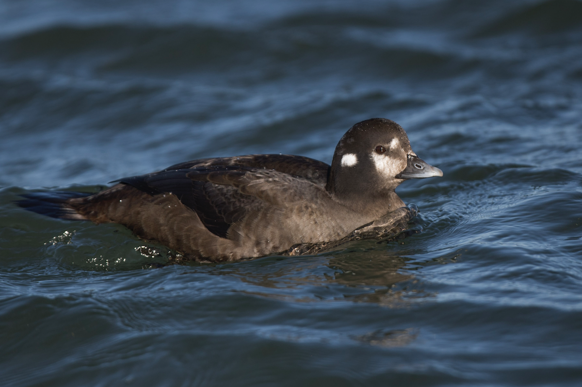 Harlequin Duck - ML399981451