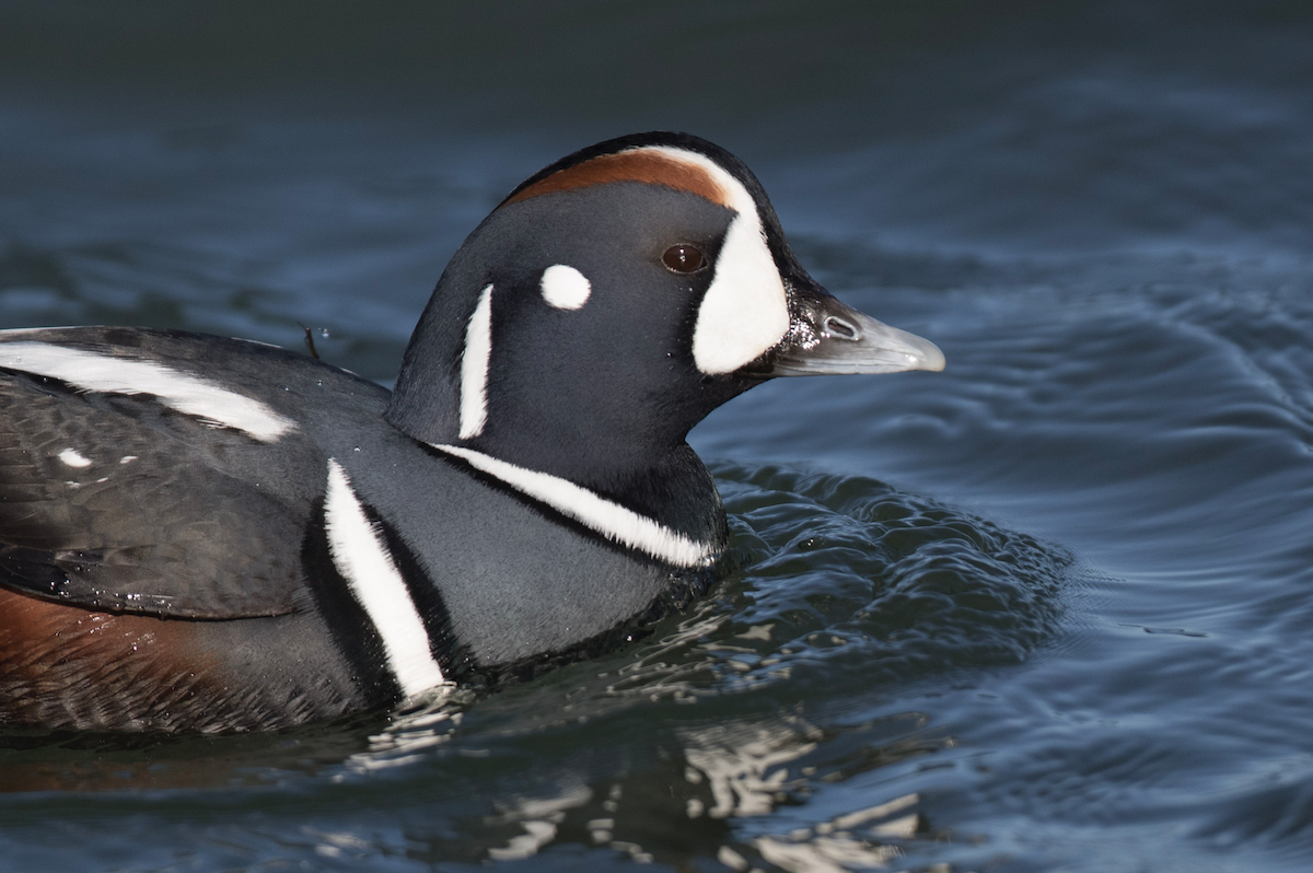 Harlequin Duck - ML399981501