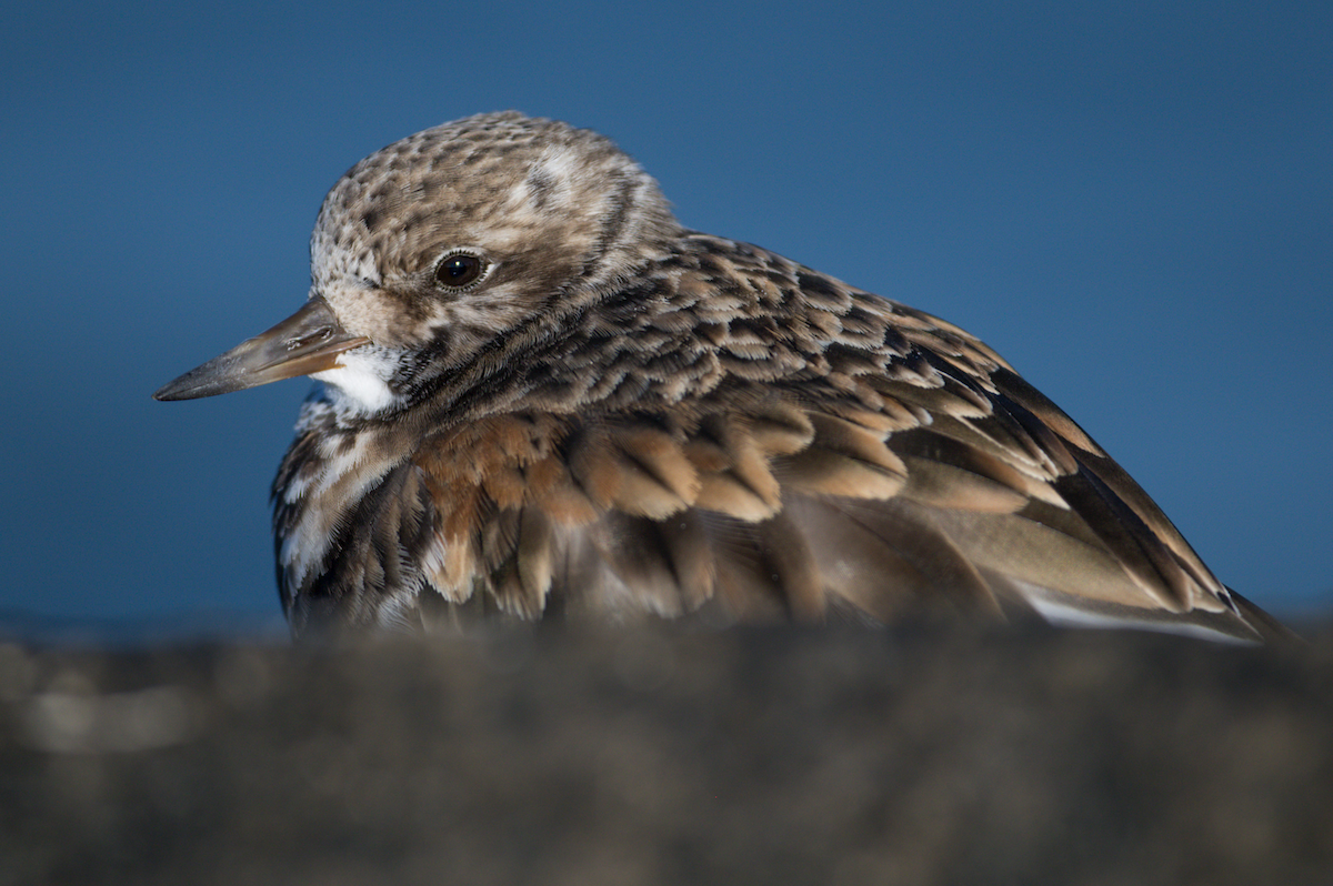 Ruddy Turnstone - ML399981631