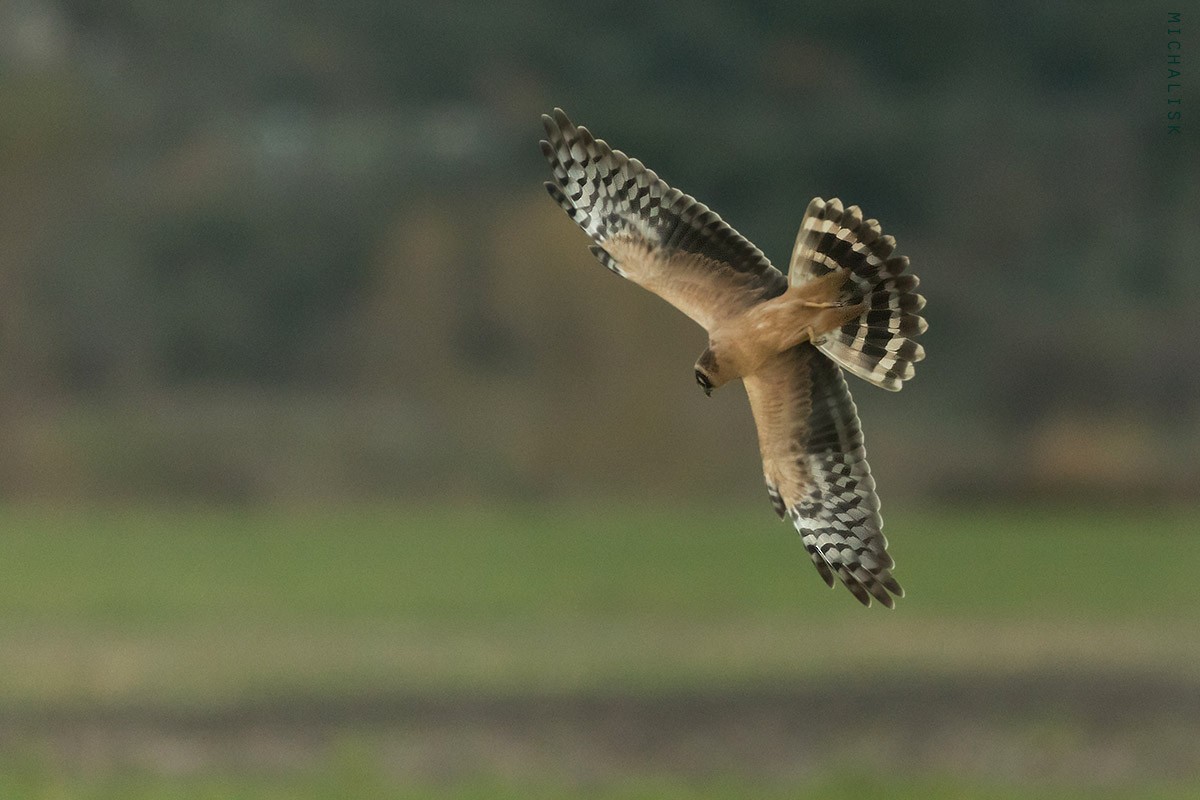 Pallid Harrier - Sterna hirundo