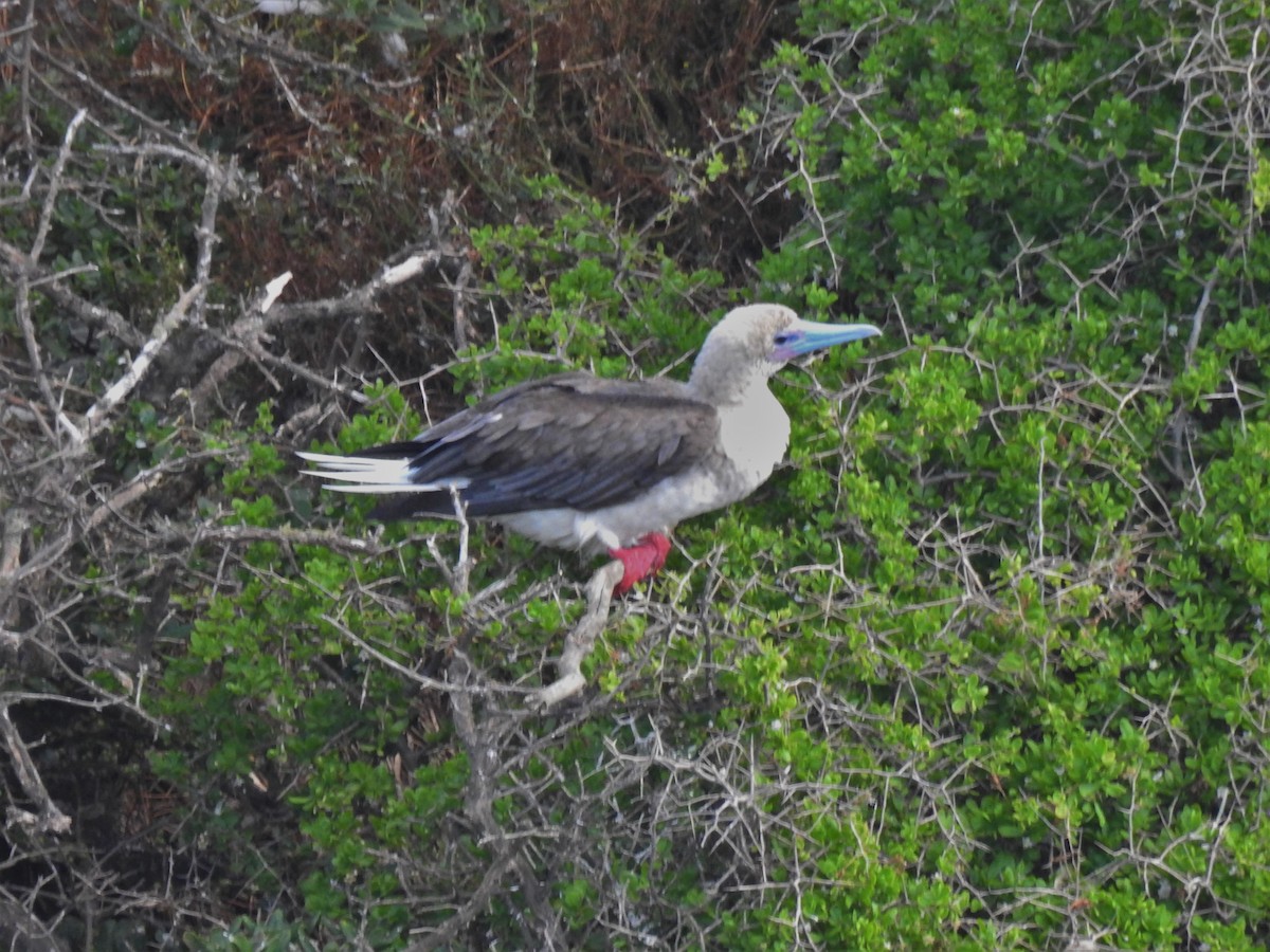Red-footed Booby - ML399985601