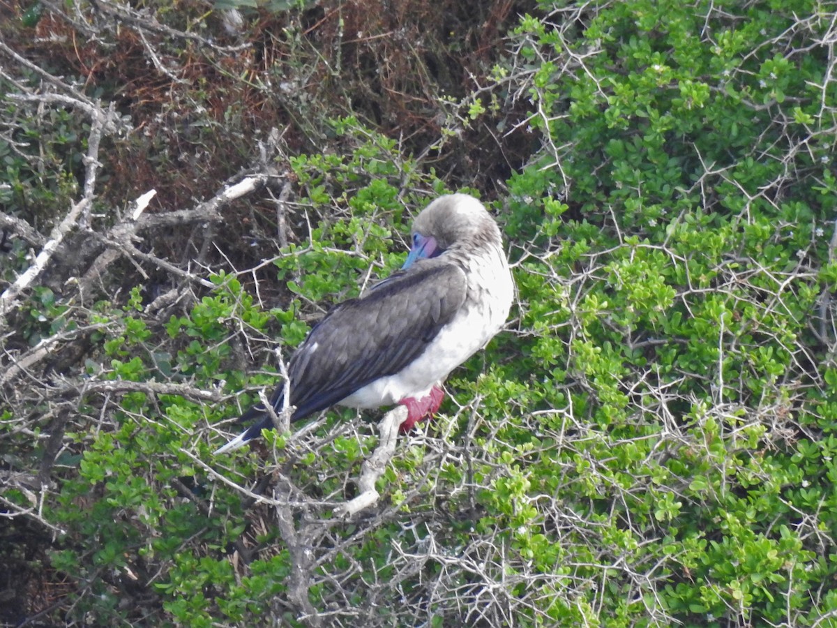 Red-footed Booby - ML399985611