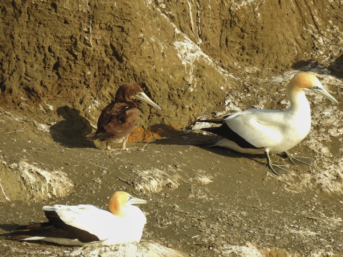 Brown Booby - ML399985641