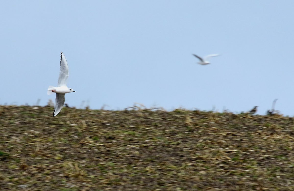 Bonaparte's Gull - ML399985941