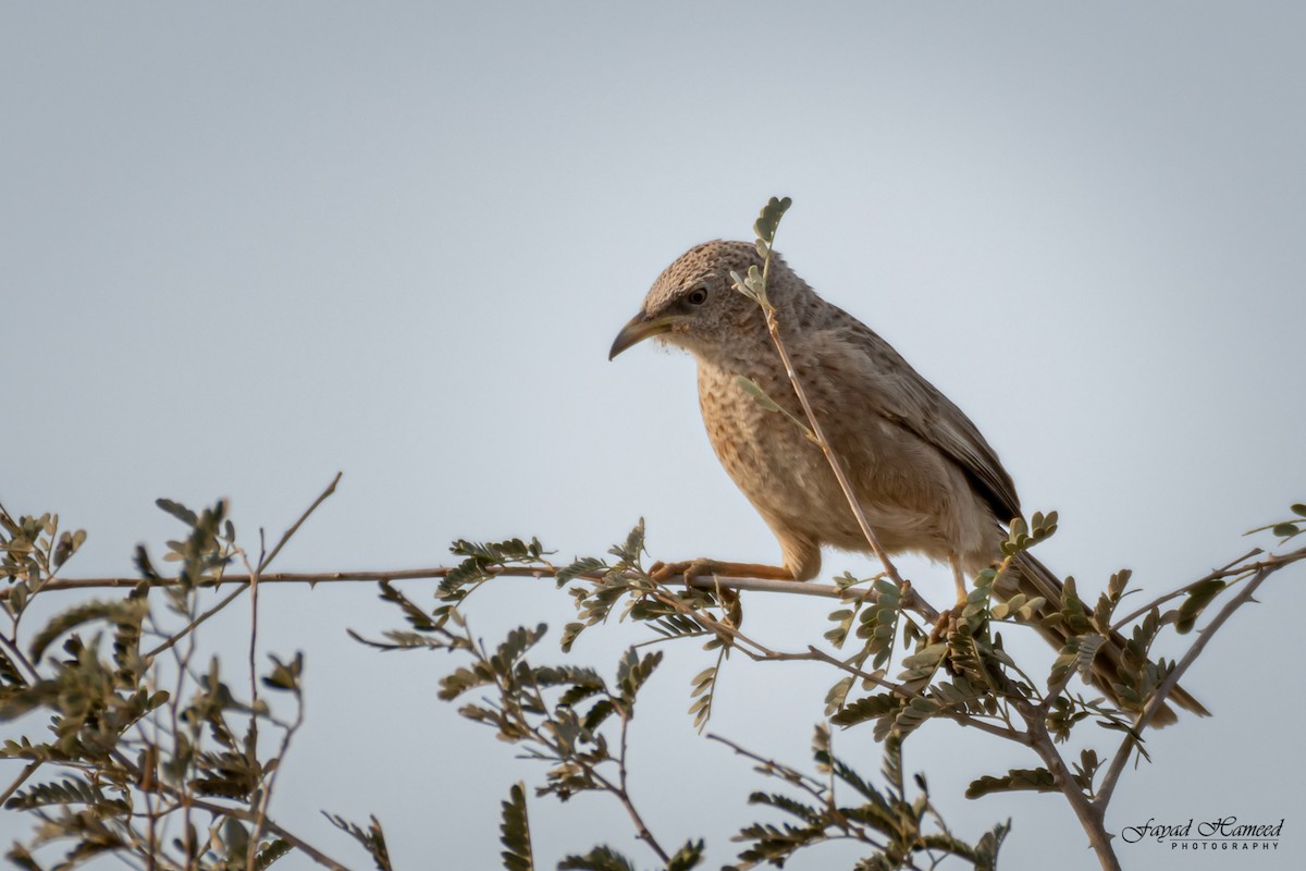 Arabian Babbler - ML399987051