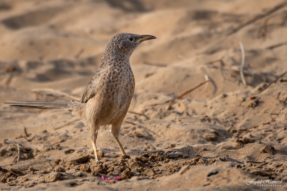 Arabian Babbler - ML399987081