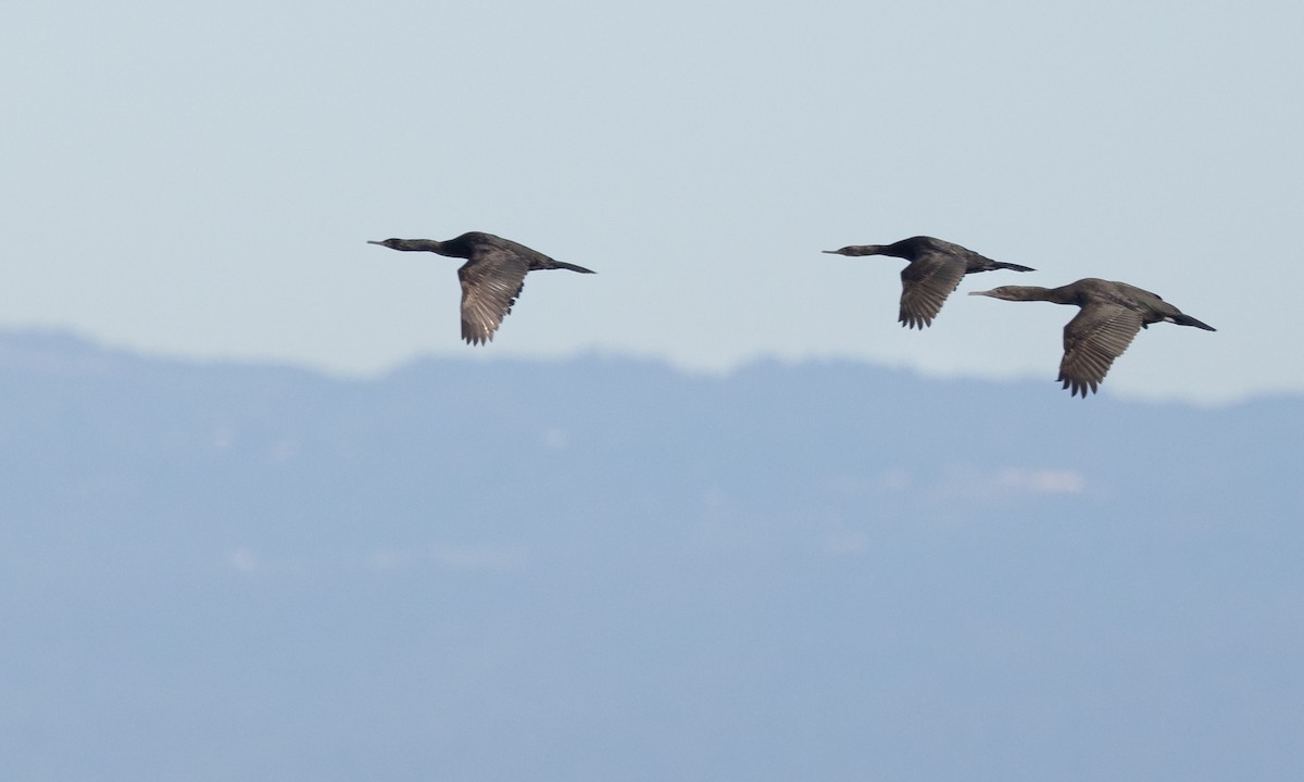 Pelagic Cormorant - ML399987271