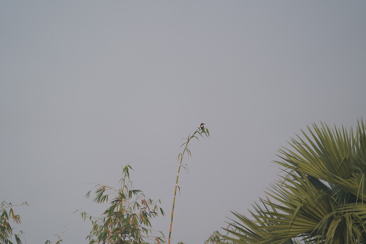 White-throated Kingfisher - ML399988181