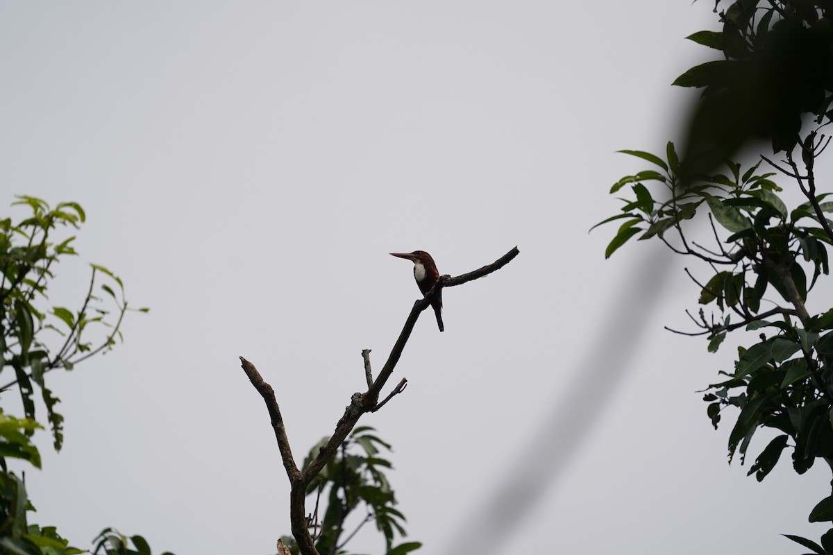 White-throated Kingfisher - ML399988441
