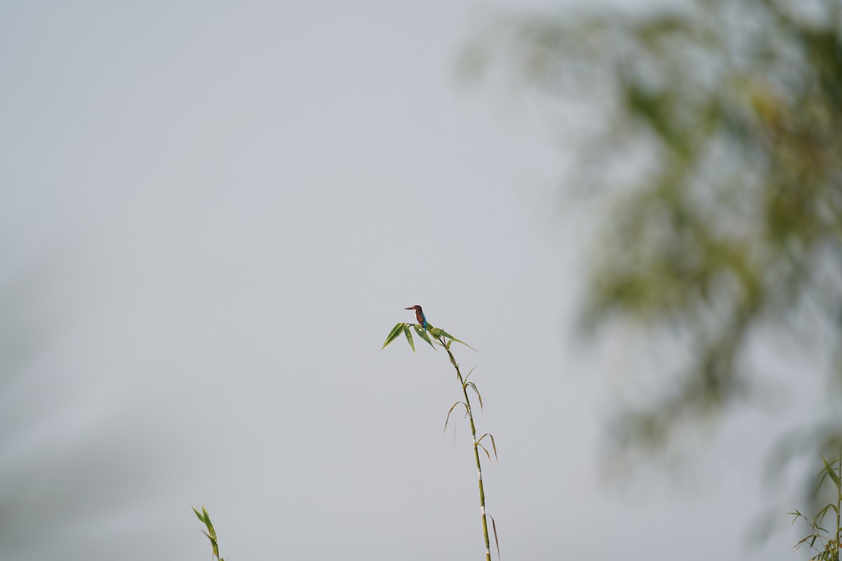 White-throated Kingfisher - ML399988451