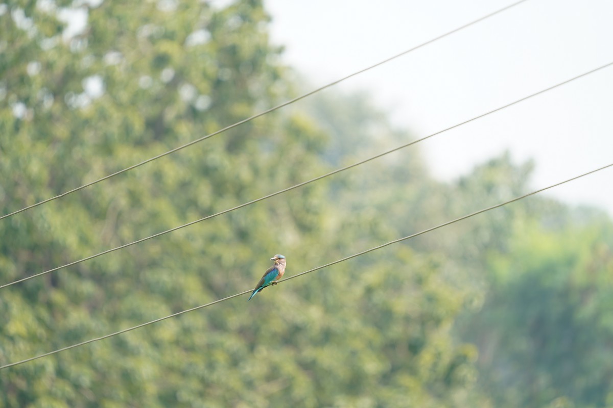Indian Roller - ML399988601