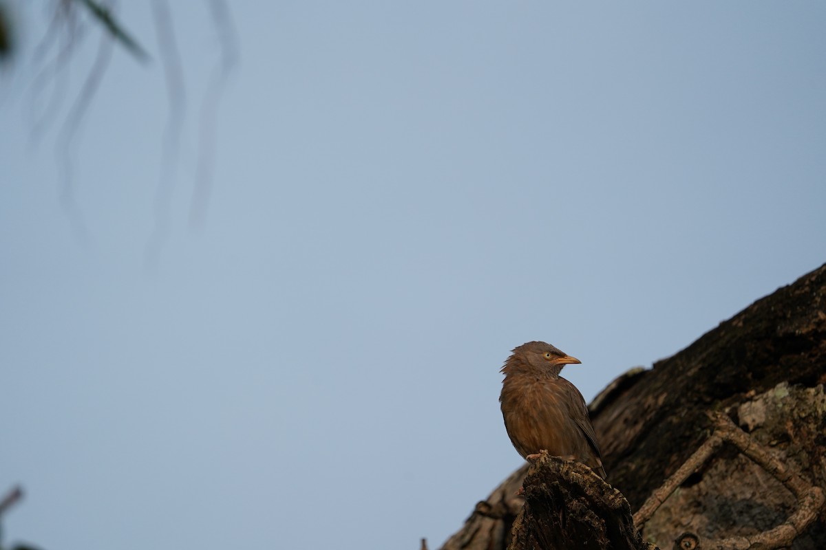 Jungle Babbler - ML399988881