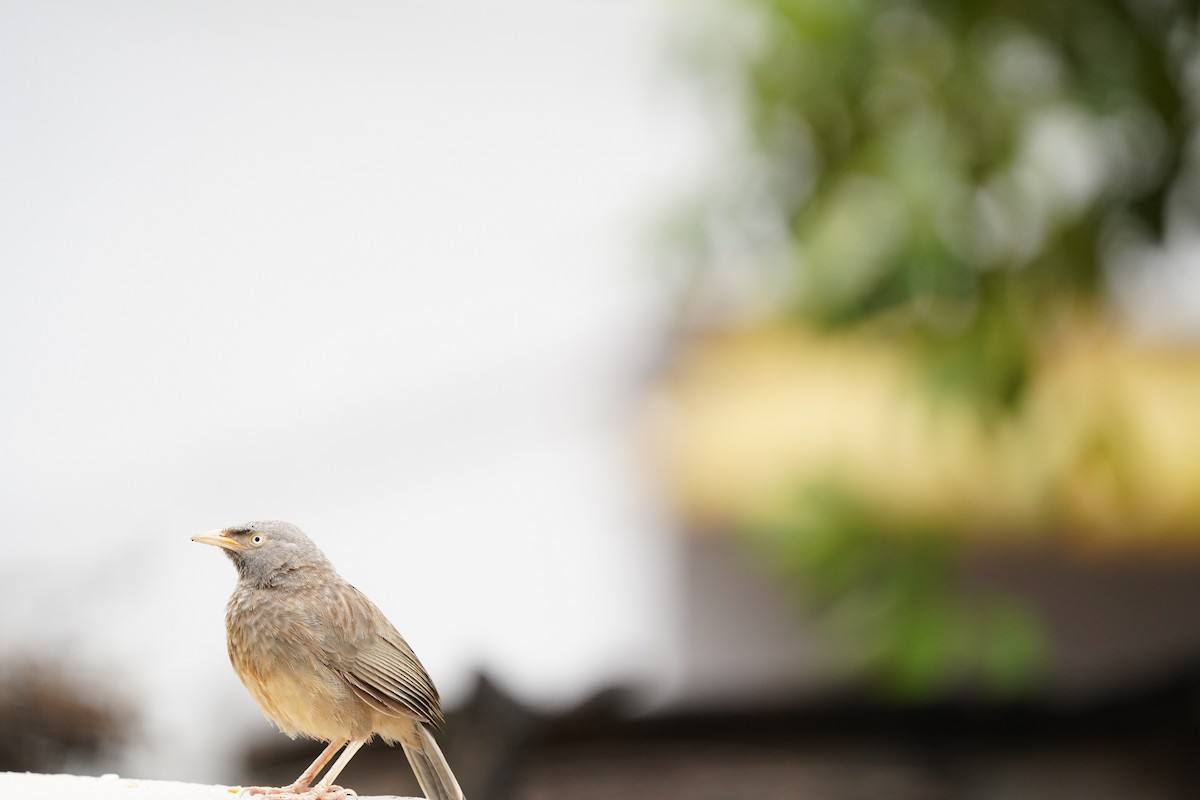 Jungle Babbler - ML399988891