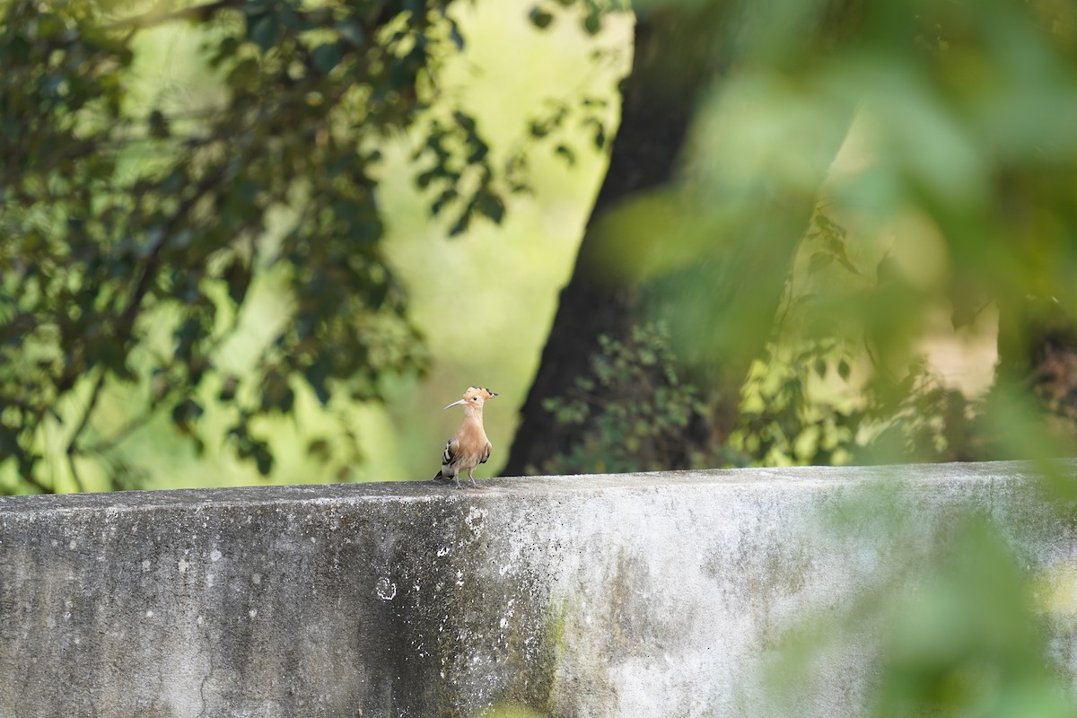 Eurasian Hoopoe - ML399989081