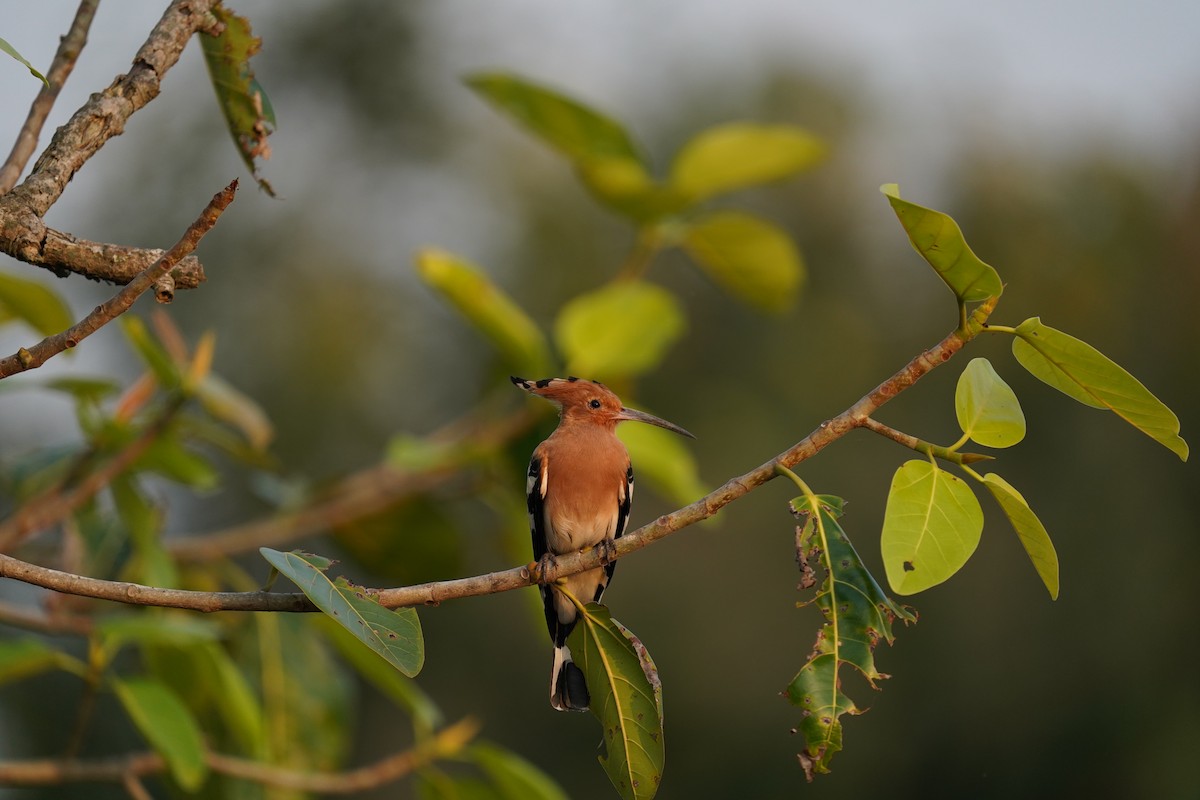 Eurasian Hoopoe - ML399989251