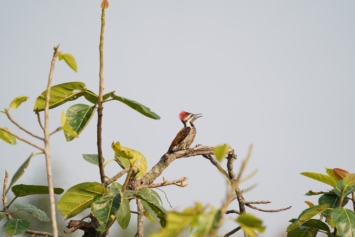 woodpecker sp. - ML399989351