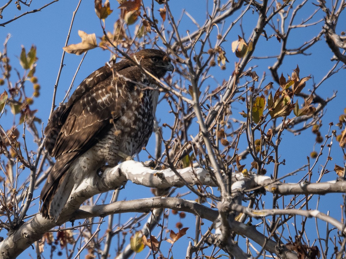 Red-tailed Hawk - ML399989571