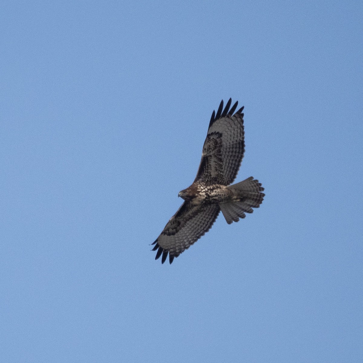Red-tailed Hawk - ML399989581