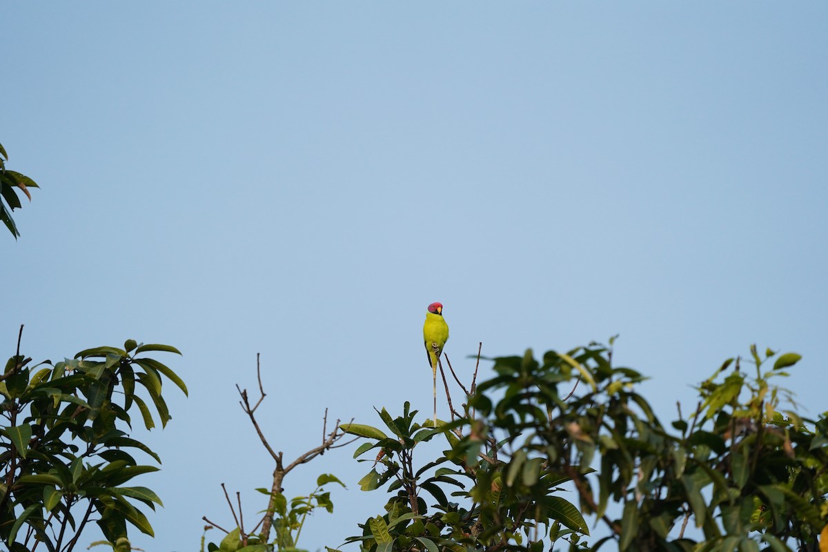 Plum-headed Parakeet - ML399989671